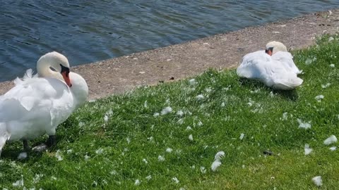 Beautiful Mute Swans By A Lake In Great Britain.