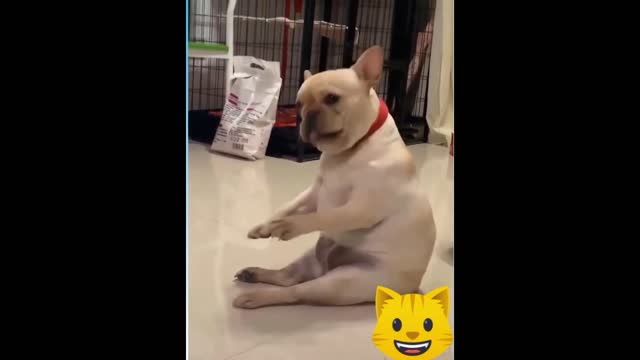 Cute Dogs Videos . Funny Dogs Video