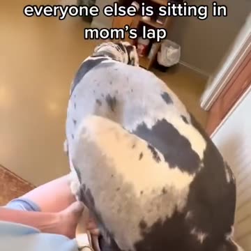 what The Dog Doing?|سگ چی میکنه؟