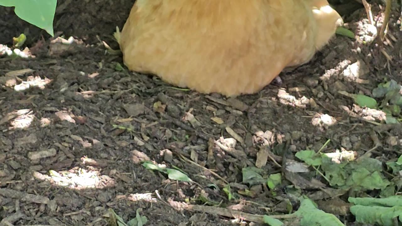 OMC! Were Lilac bushes made for lazy chickens??? 🌷🐔🤔😍#chickens #hens #lilacs #shorts #question #omc!