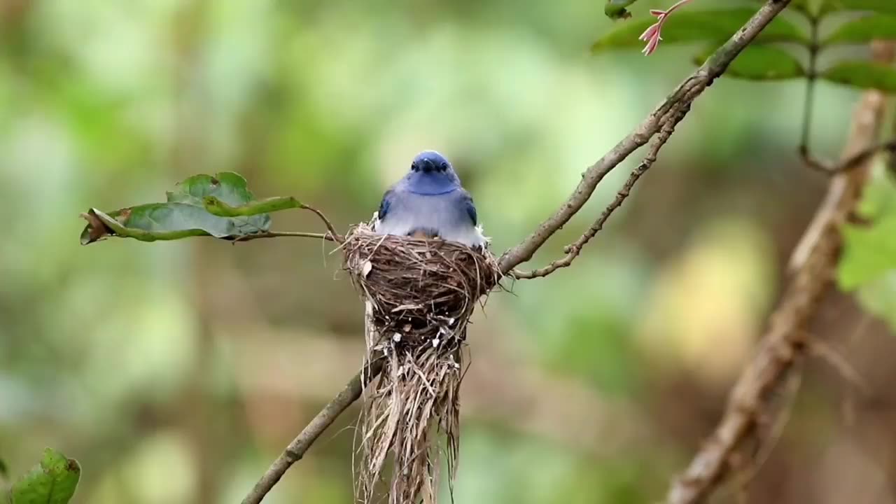 Wildlife in closer view with a natural perspective.