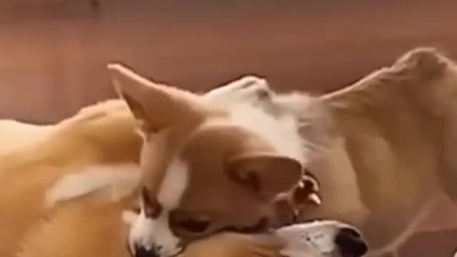 Funny Dogs Play #Corgi #Shorts