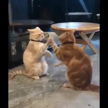 Funny cat & fun