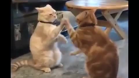 Funny cat & fun