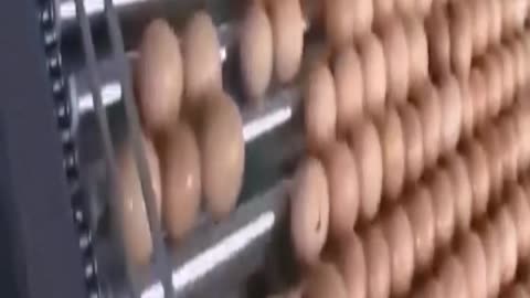 Best Egg Processing Music Video