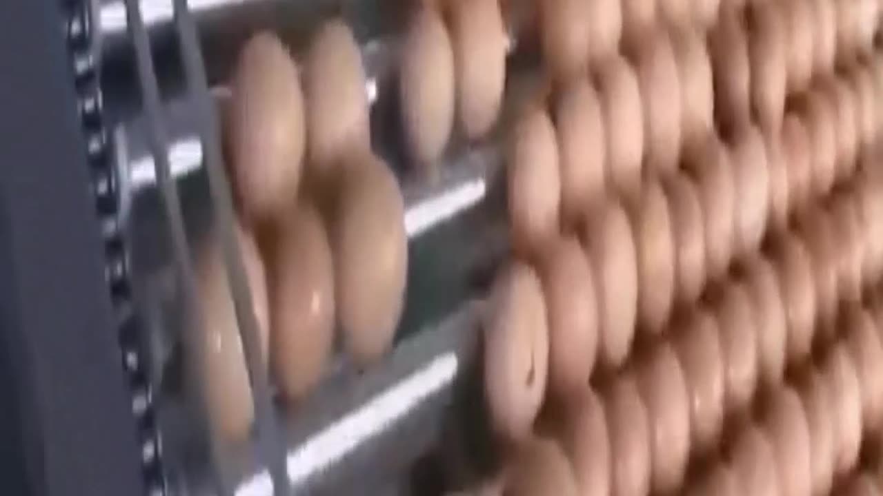 Best Egg Processing Music Video