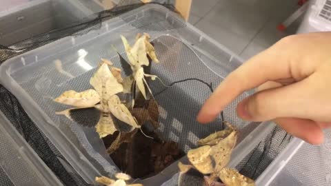 Angry Dead leaf Mantis Group