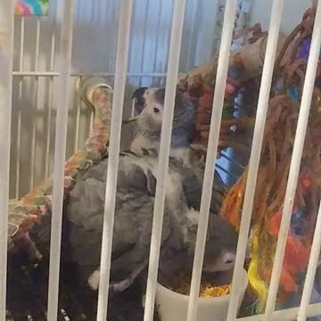 Baby Grey's starting to eat "real food"