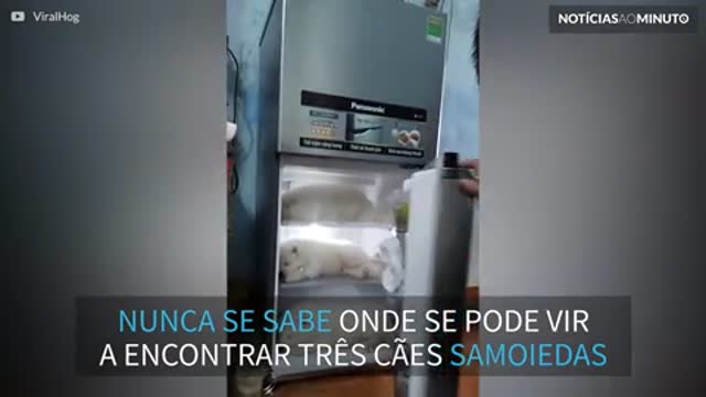 Cães filhotes dormem confortavelmente dentro da geladeira