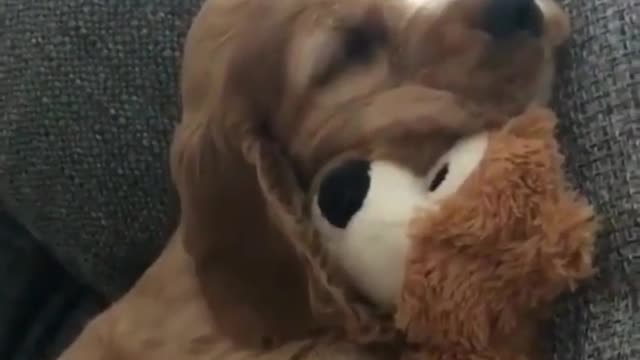 puppy falls asleep with toy