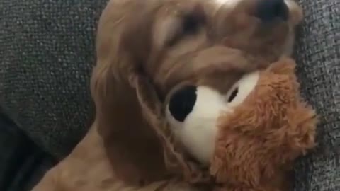 puppy falls asleep with toy