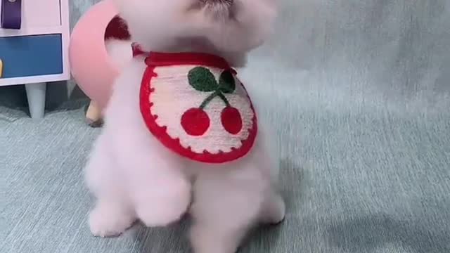 Cute puppy videos