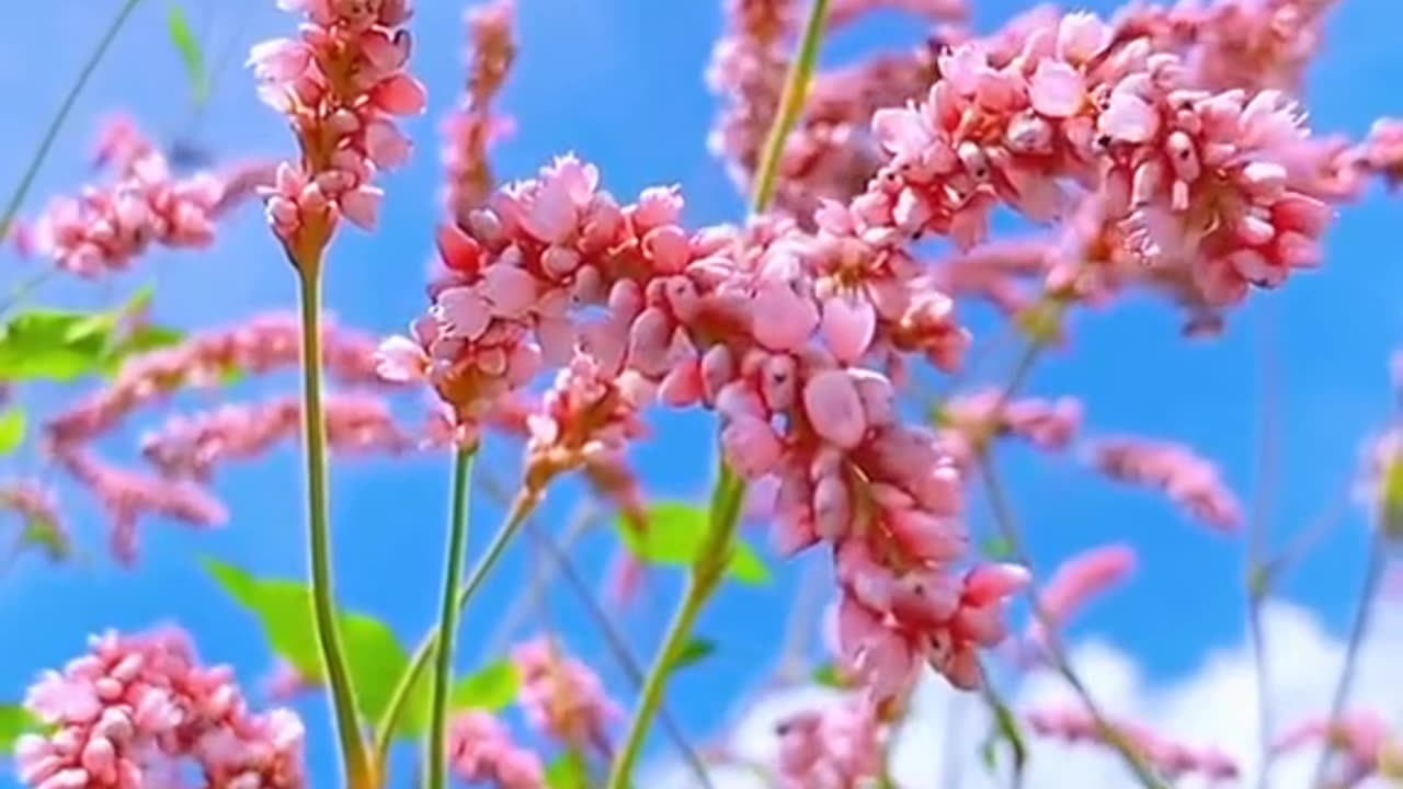 Flowers On Wind