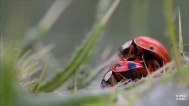 Ladybugs love.. mother nature