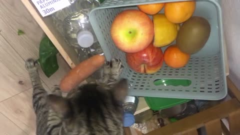 Epic Cats Eating #1