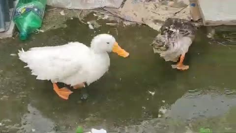 Best Duck Funny Video 😂 ll Duck Bathing ll duck bathing Funny Video