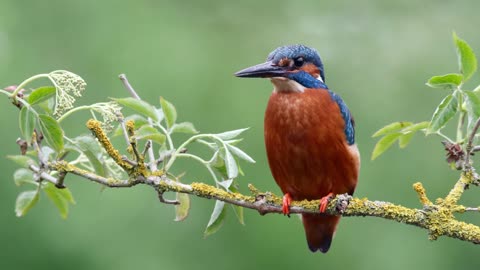 The Kingfisher: Close Up HD Footage (Alcedo atthis)