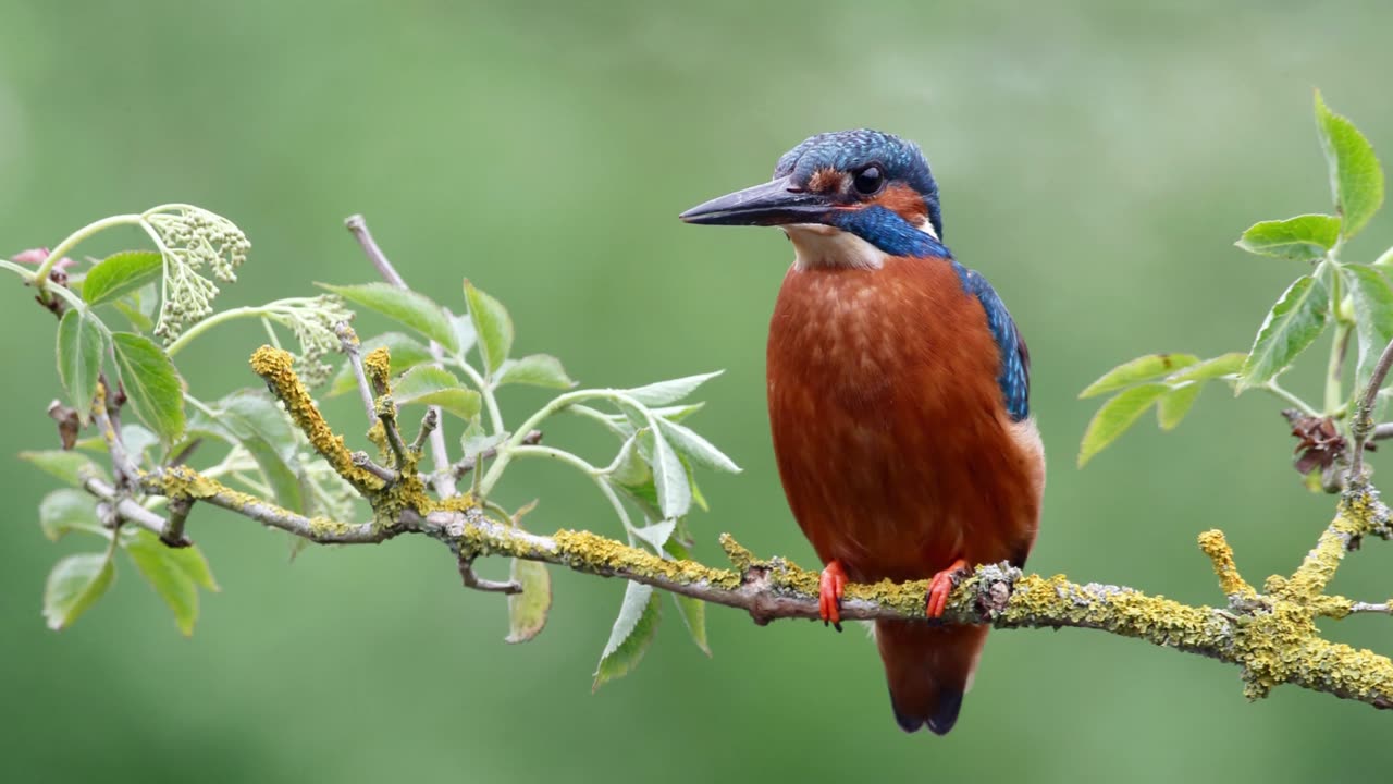 The Kingfisher: Close Up HD Footage (Alcedo atthis)