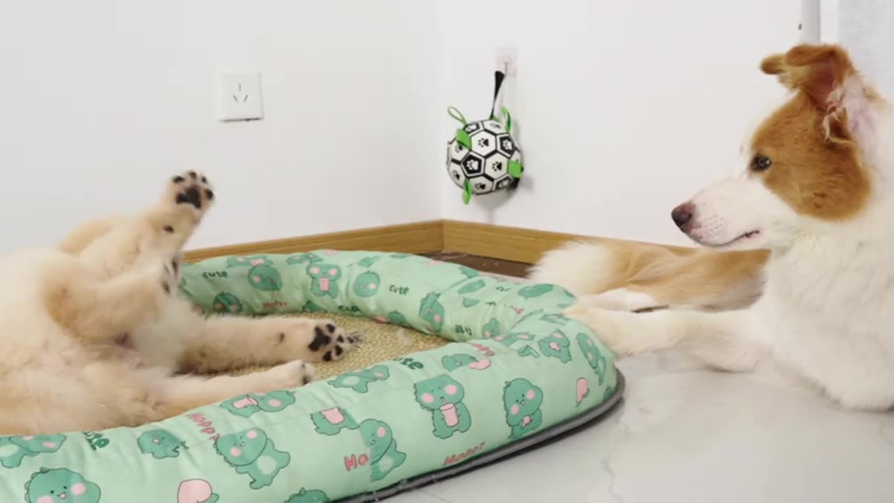 Golden Retriever Puppy Wants to Befriend Border Collie 23