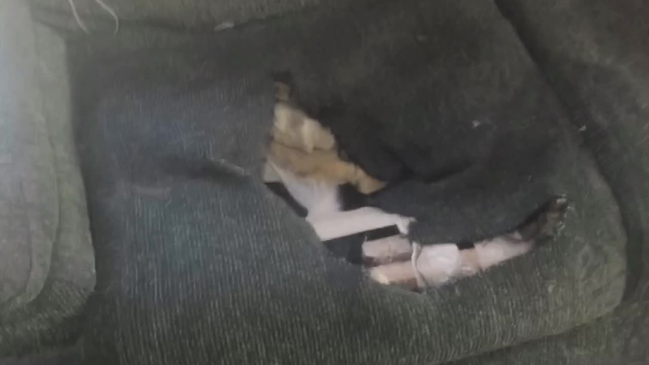 Dog Digs for Gold in Couch