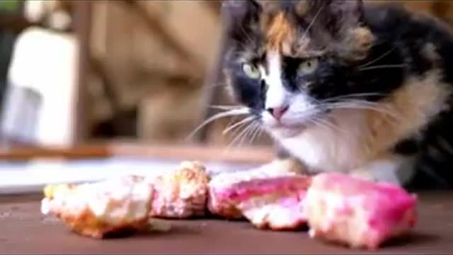 Best funny cat videos_funny cat moments_super laughing videos