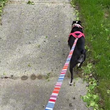 Who’s walking who?