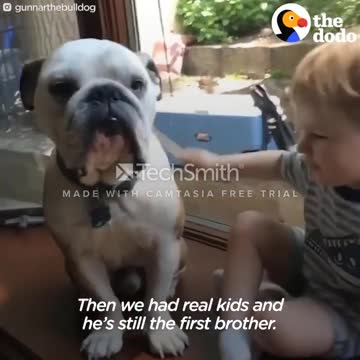 Funny dog video 2021 completion 😂😂😂🤣🤣| it's time to laugh 🐶🤣🤣