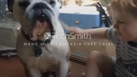 Funny dog video 2021 completion 😂😂😂🤣🤣| it's time to laugh 🐶🤣🤣