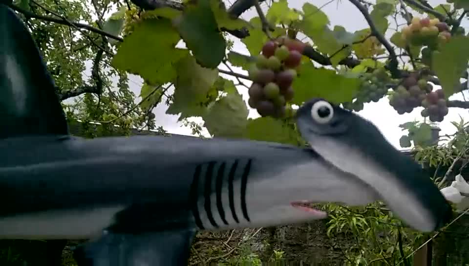 HAMMER SHARK THAT I MADE WITH COCONUT PALM FOR THE INTERNATIONAL SHARKS 2018 IN BRAZIL