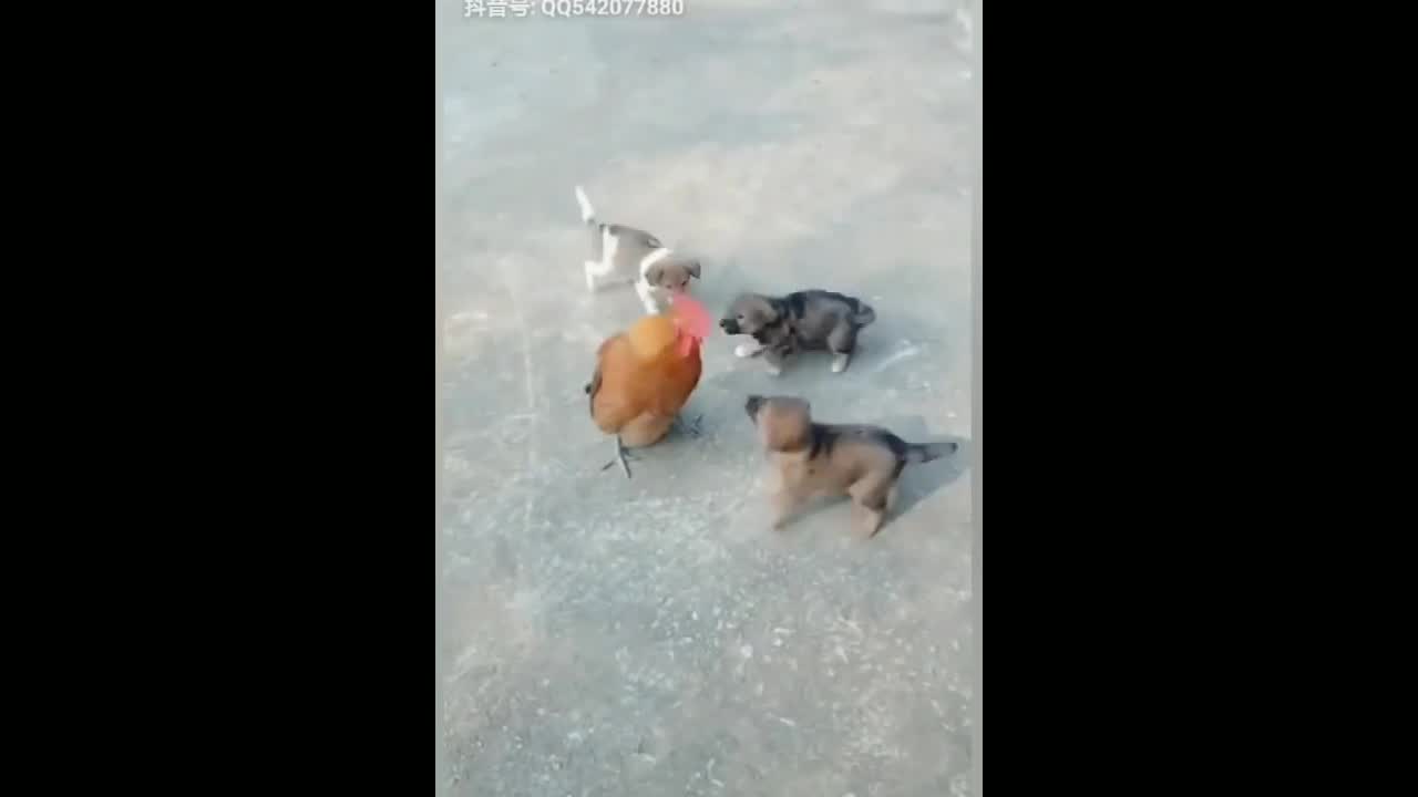 Chicken vs dog fight dog funny videos