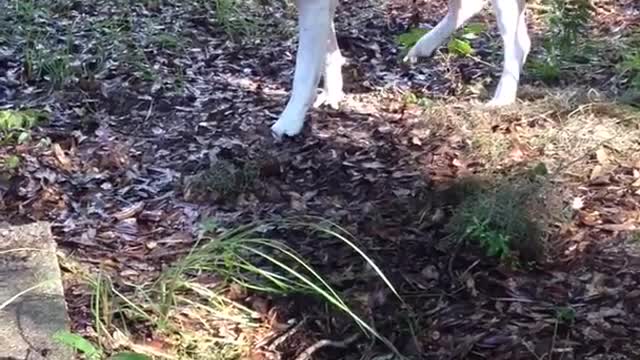 White dog walks slowly through leaves