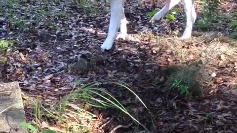 White dog walks slowly through leaves