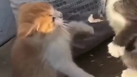 Cute cats funny activity 🥰😍🤩😂