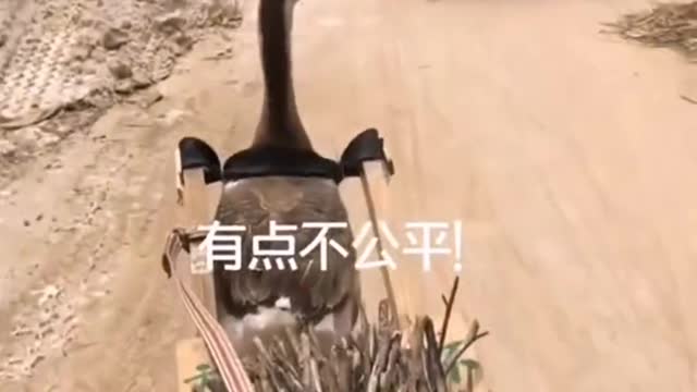 What can a goose do besides bite ?003