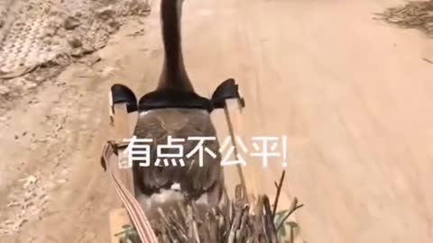 What can a goose do besides bite ?003