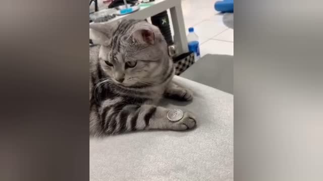 Pets flipping coin