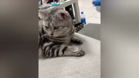 Pets flipping coin