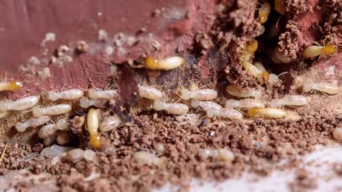 Westside Termite Control - (424) 447-8738
