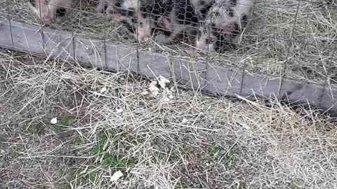 Getting bigger