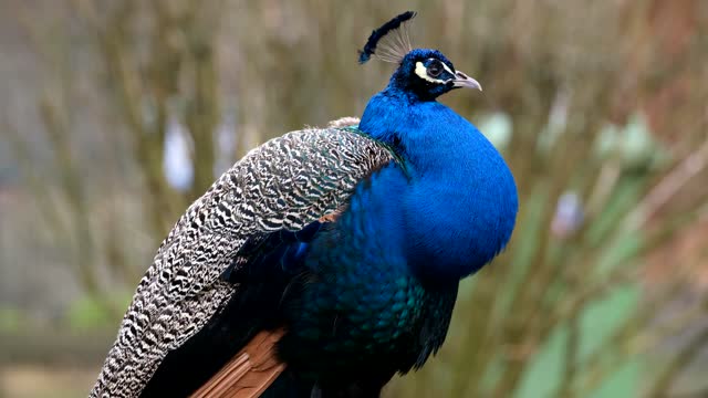 Aww Animals! awa so nice peacock video best dance for baby.