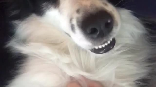 Black and white dog on back being pet with mouth open