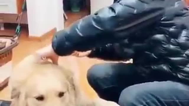 MEN PLAYINING WITH FUNNY DOG