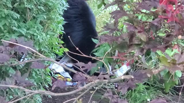Big BLACK BEAR in Yard