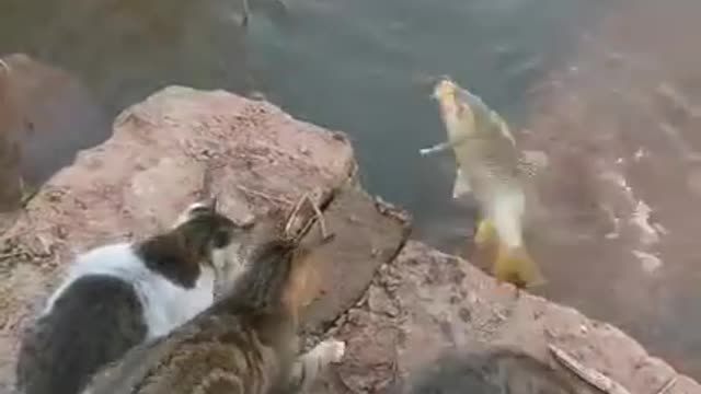 Fishing Using Lovely Cats