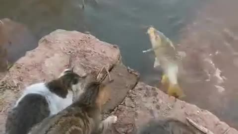 Fishing Using Lovely Cats