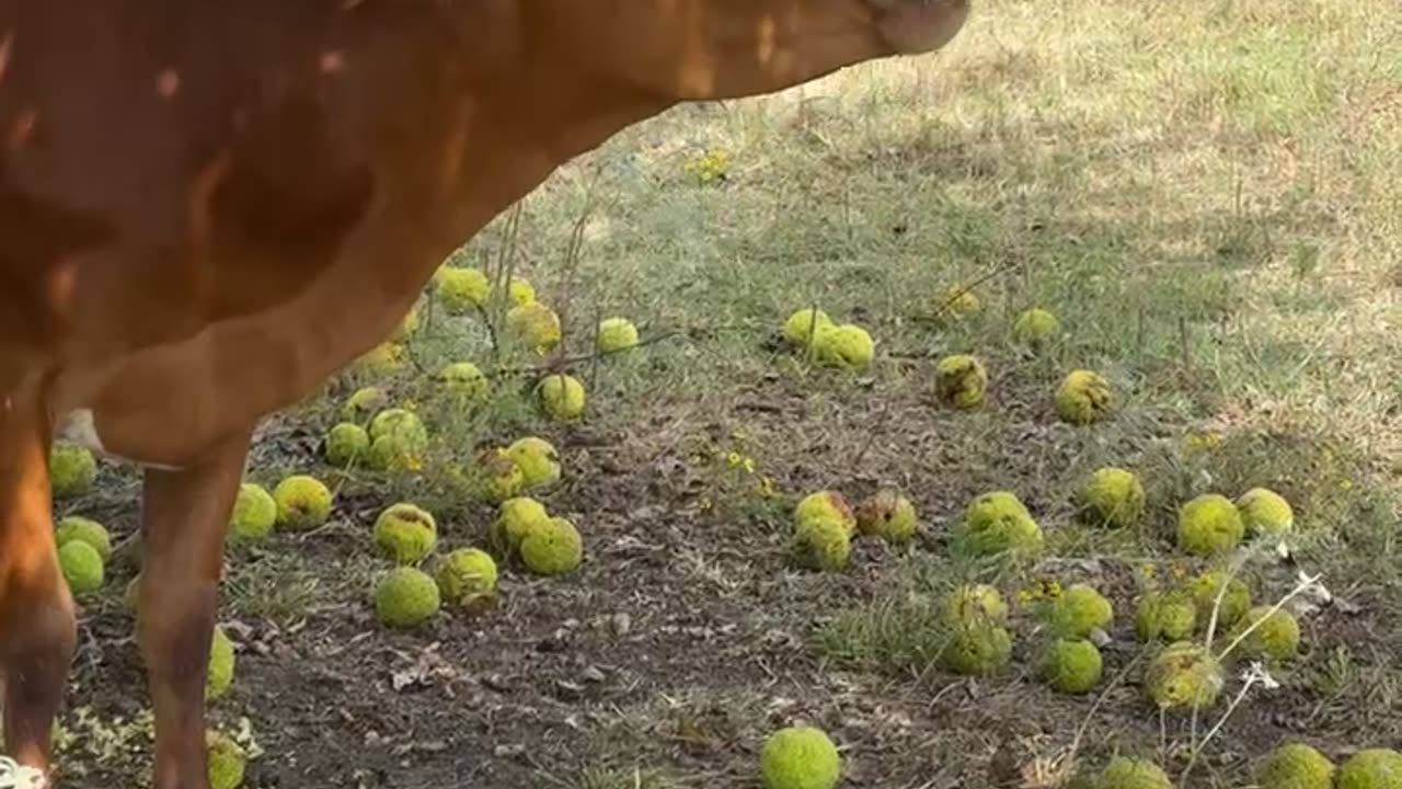 Longhorn Cow Munches On Osage Oranges