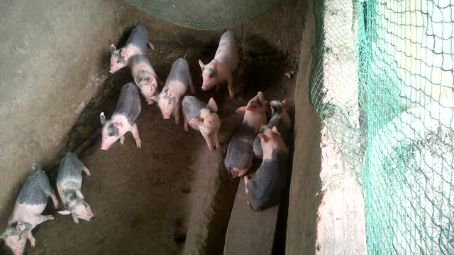 Cute Baby Pigs
