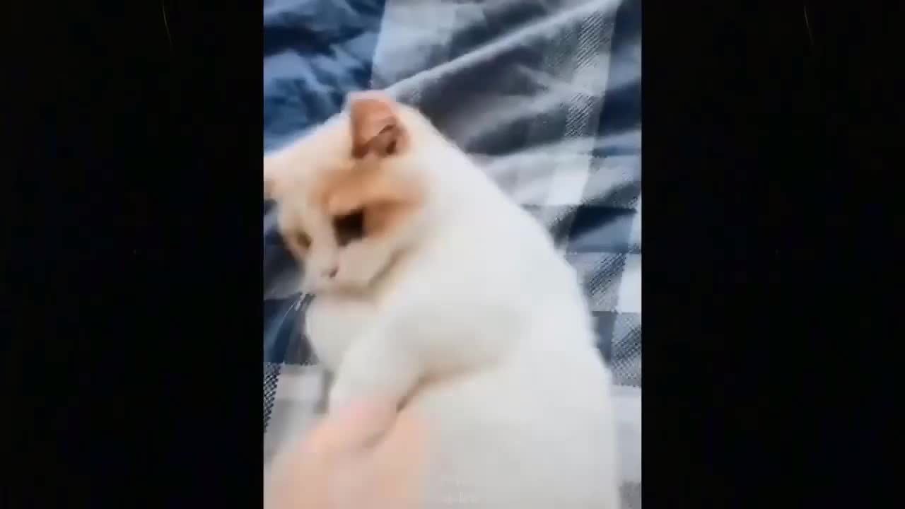 Cat wants to be petted only for money