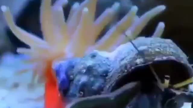 Hermit Crab and Actinia. | Interesting Facts #Shorts