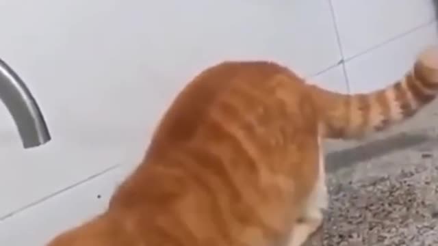 Funny Cats Compilations #1 September 2021